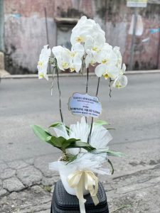 Bunga Meja Anggrek Putih